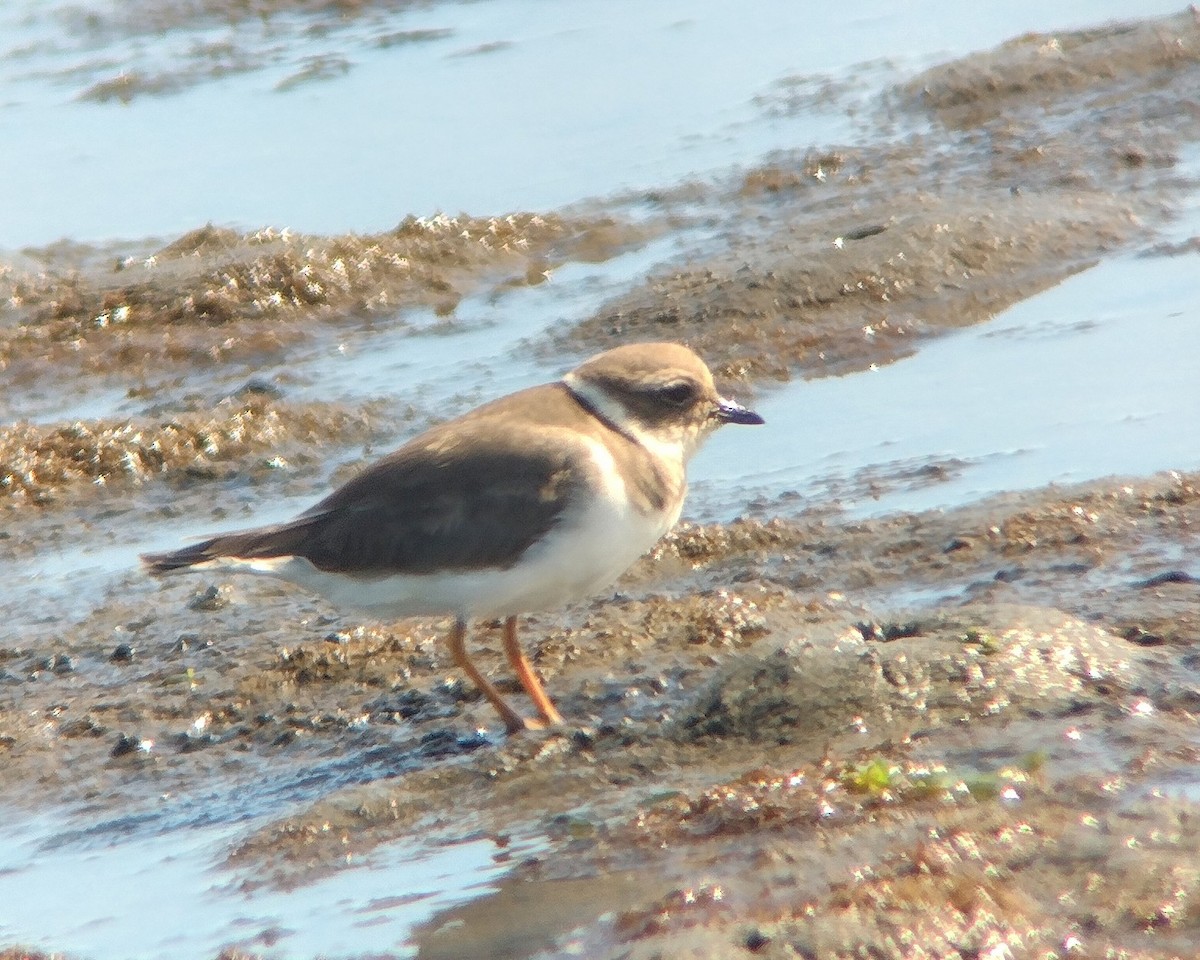 Common Ringed Plover - ML645726995