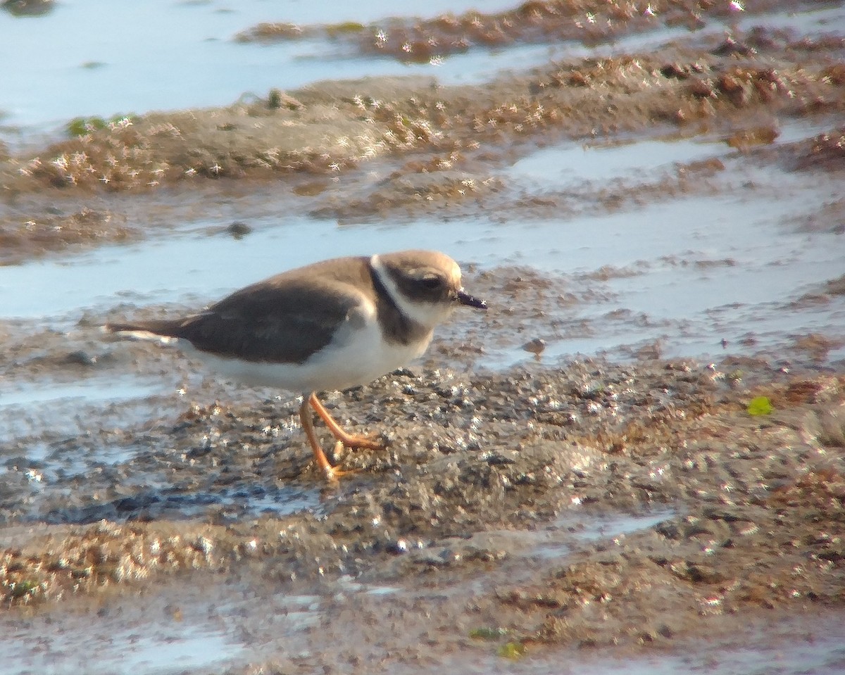 Common Ringed Plover - ML645726996