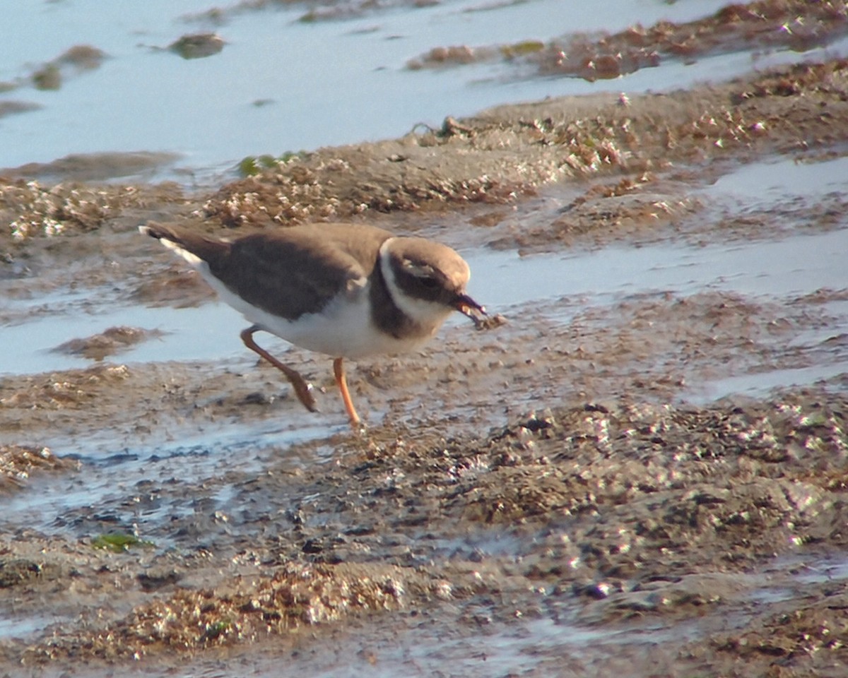 Common Ringed Plover - ML645726997