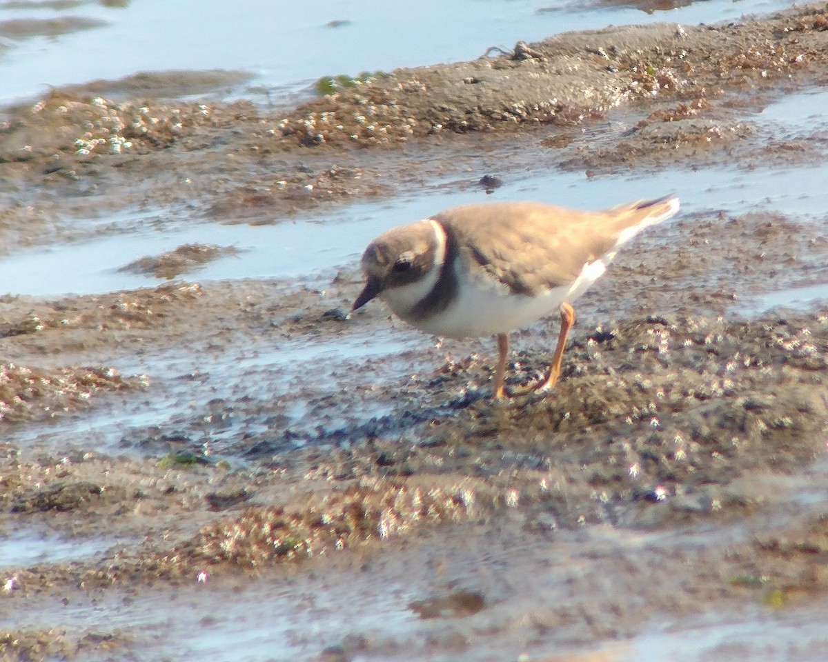 Common Ringed Plover - ML645726998