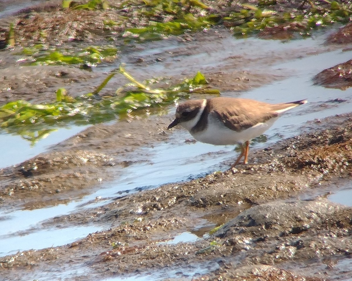 Common Ringed Plover - ML645726999