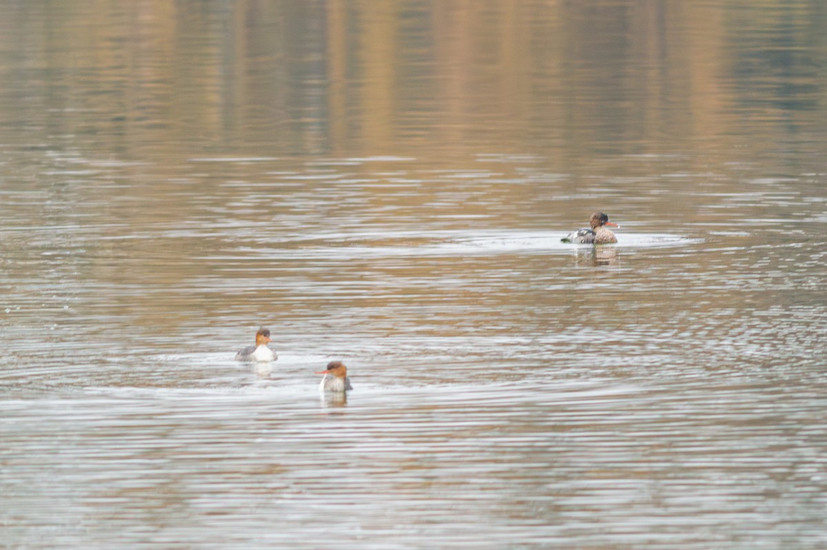 Red-breasted Merganser - ML645727000