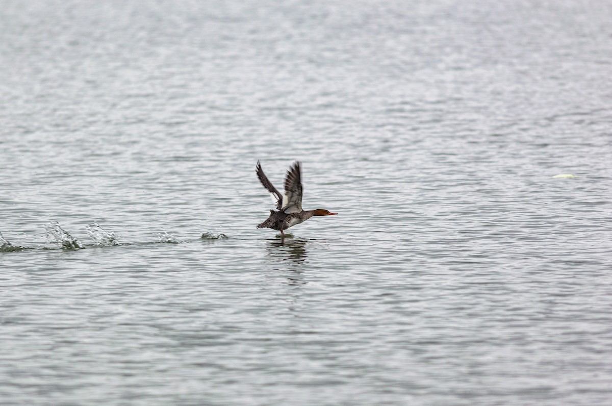 Red-breasted Merganser - ML645727001