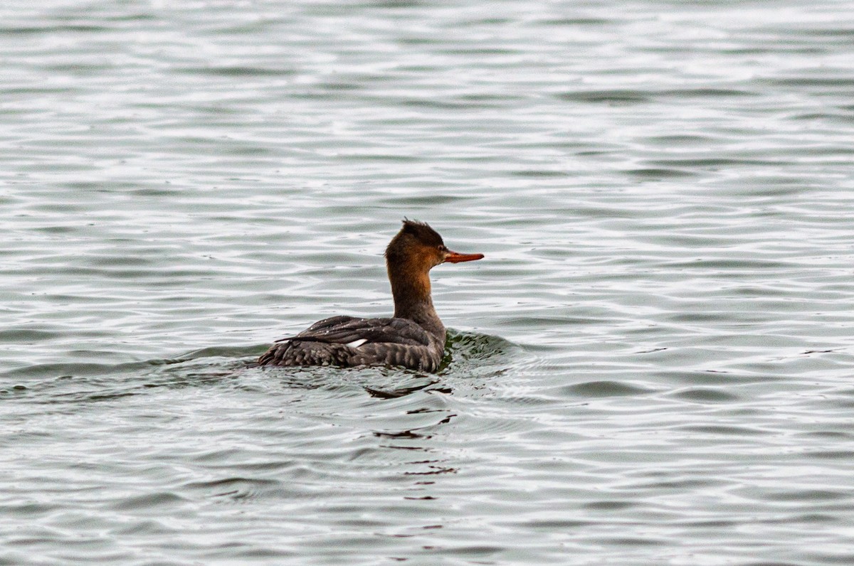 Red-breasted Merganser - ML645727002