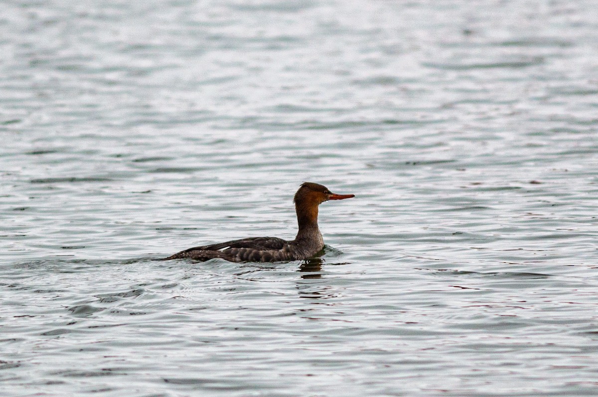 Red-breasted Merganser - ML645727003