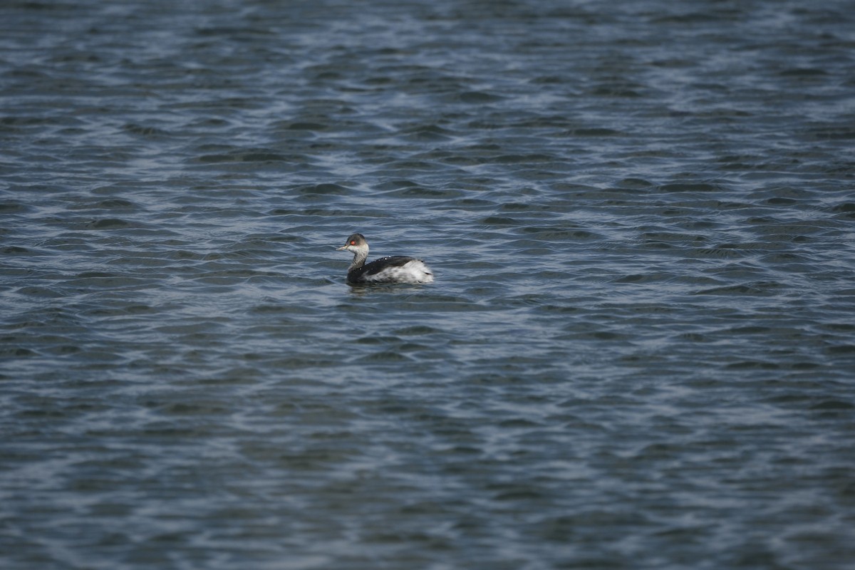 Eared Grebe - ML645727004
