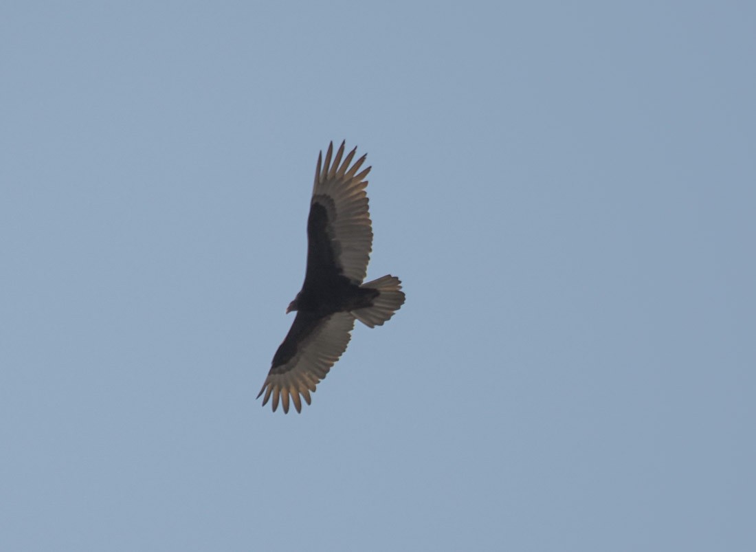 Turkey Vulture - ML645727005