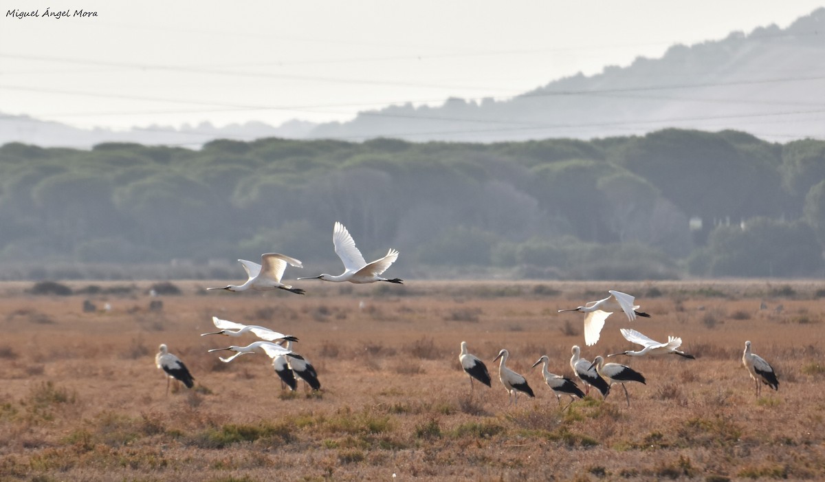 Spatola - ML645727018