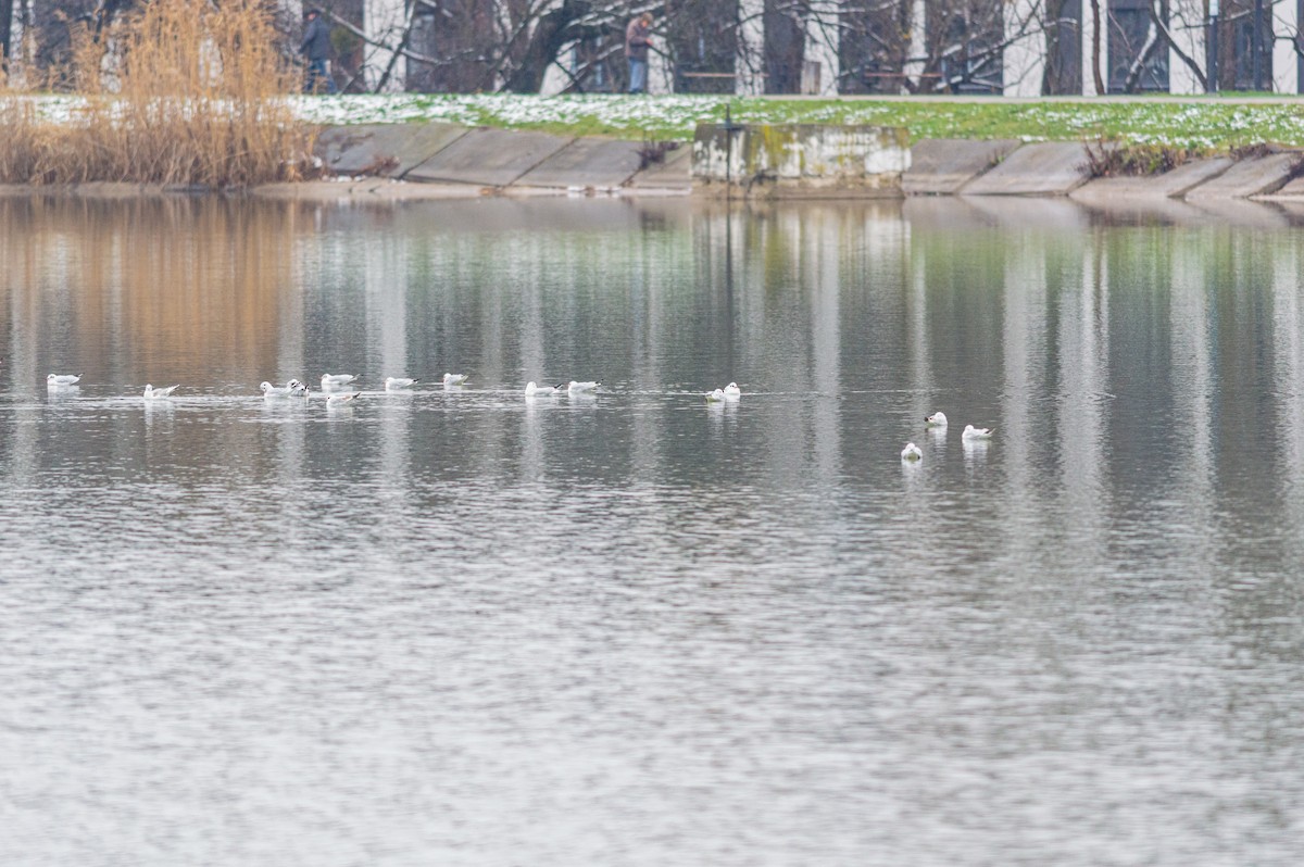 Black-headed Gull - ML645727025