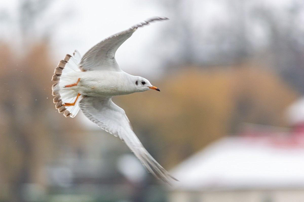 Black-headed Gull - ML645727026