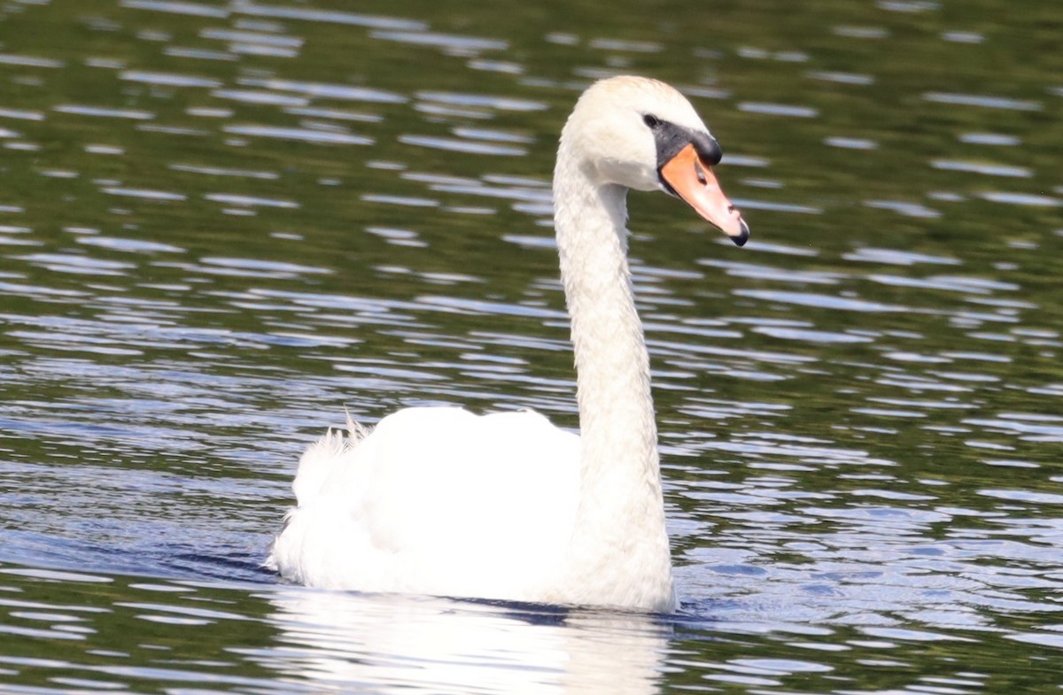 Mute Swan - ML645727029