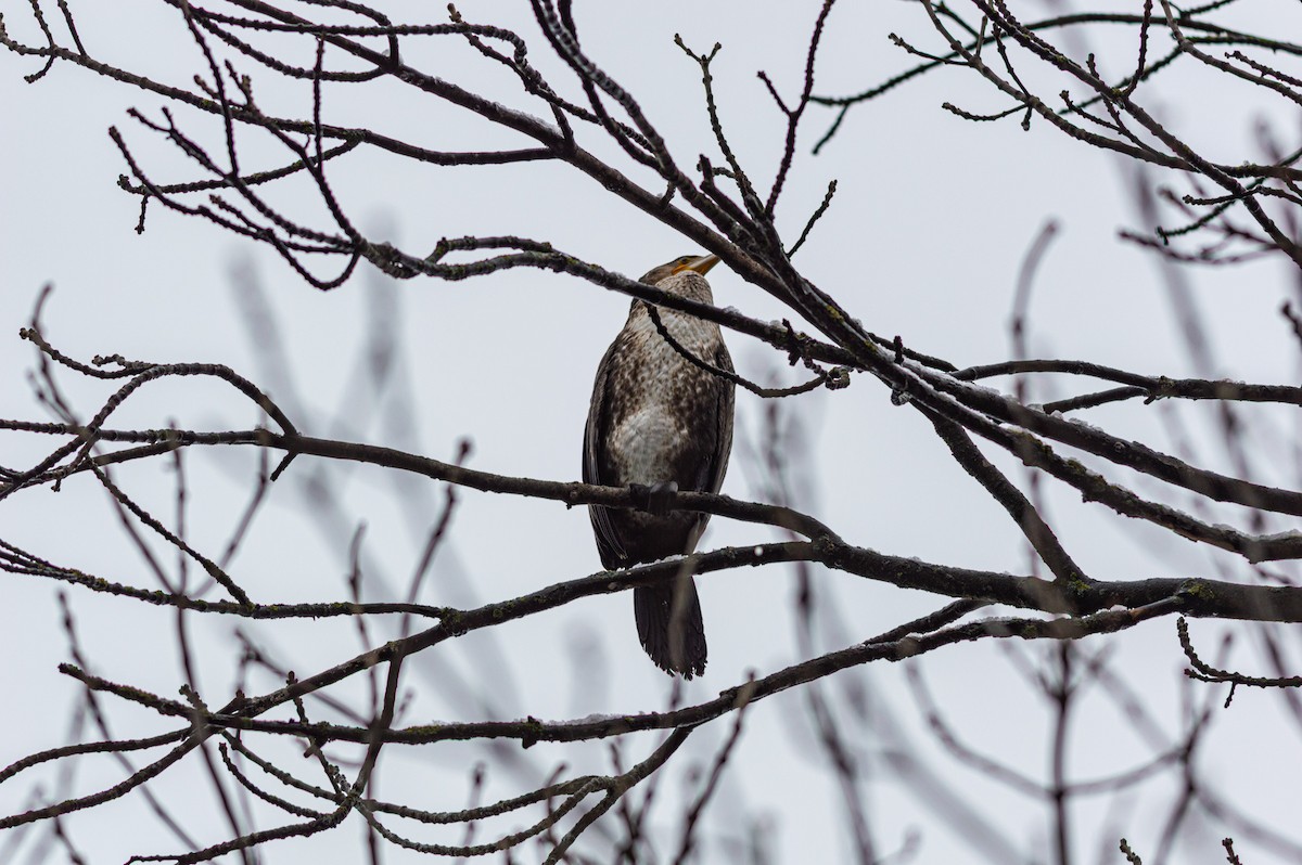 Great Cormorant - ML645727035