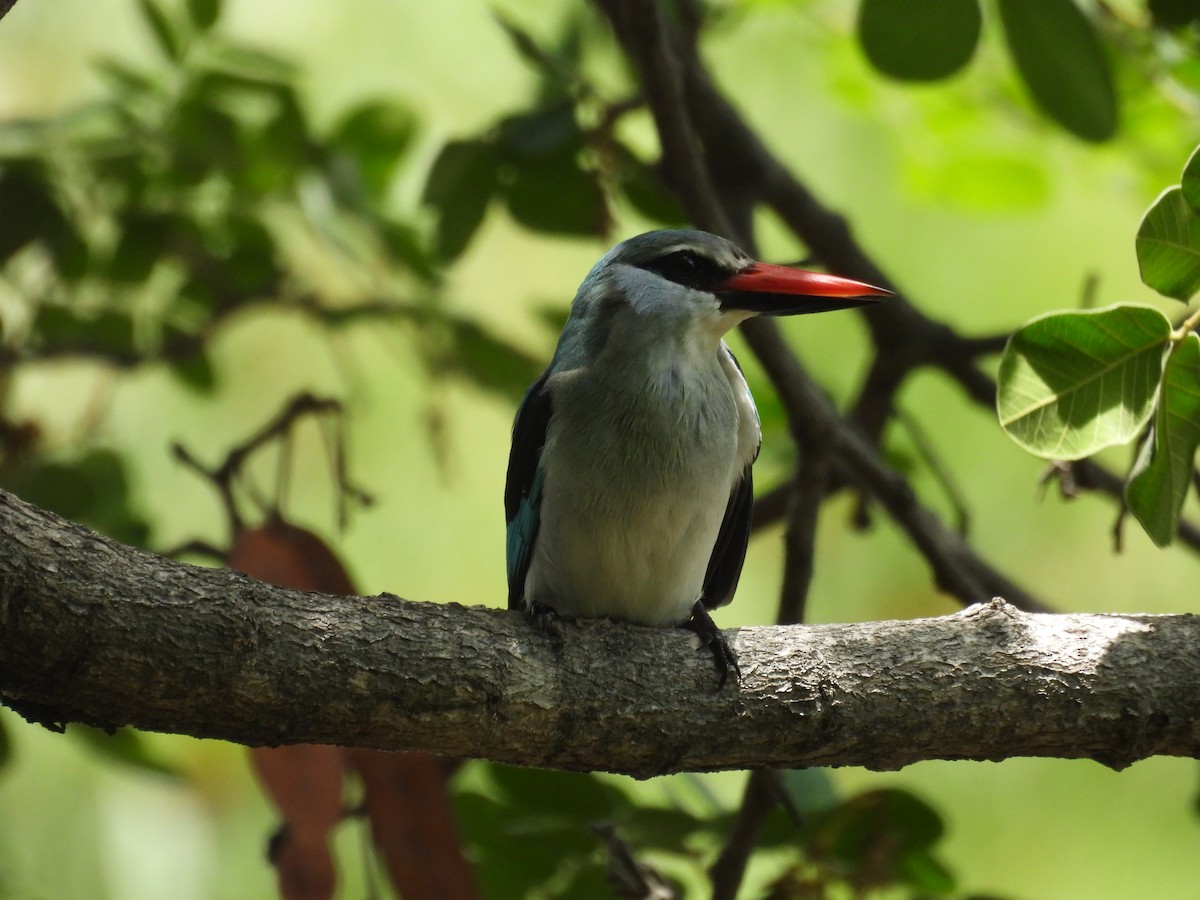 Senegalliest - ML645727040