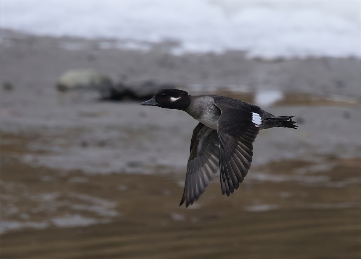 Bufflehead - ML645727041