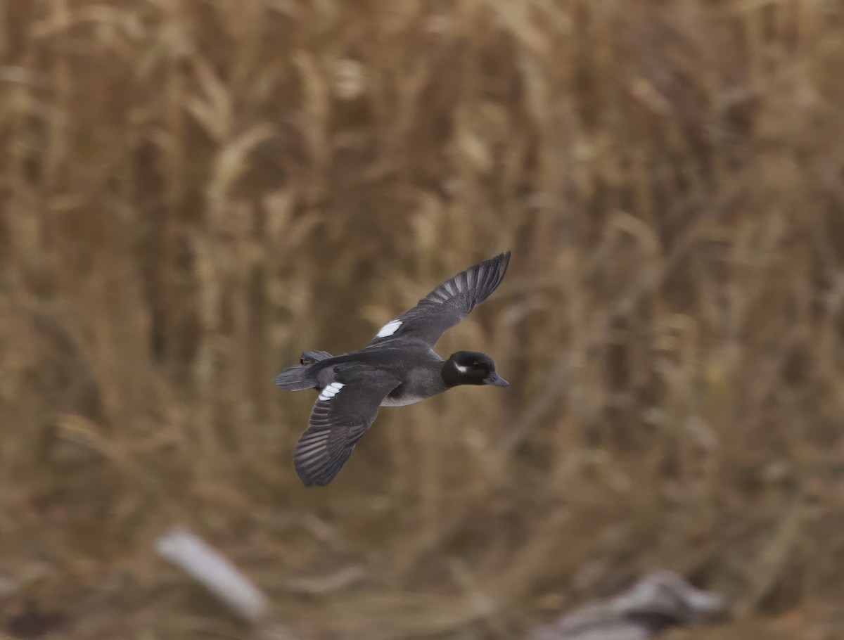 Bufflehead - ML645727042