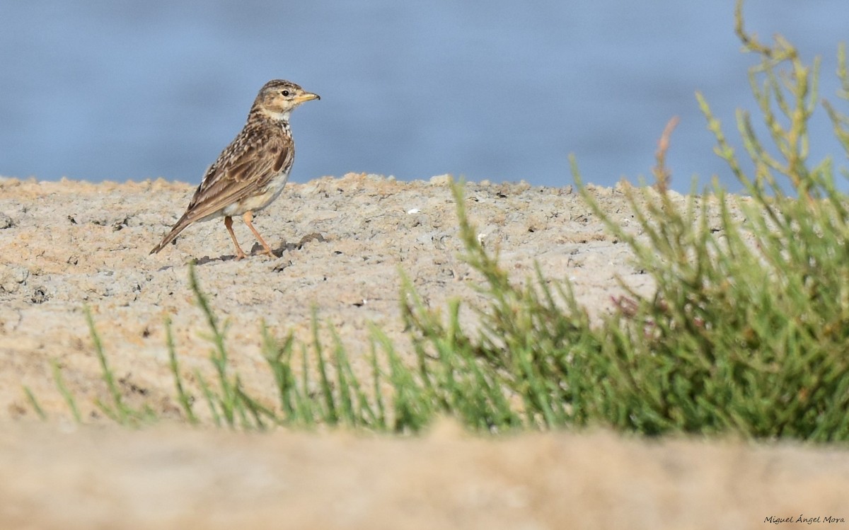 Alouette pispolette - ML645727043