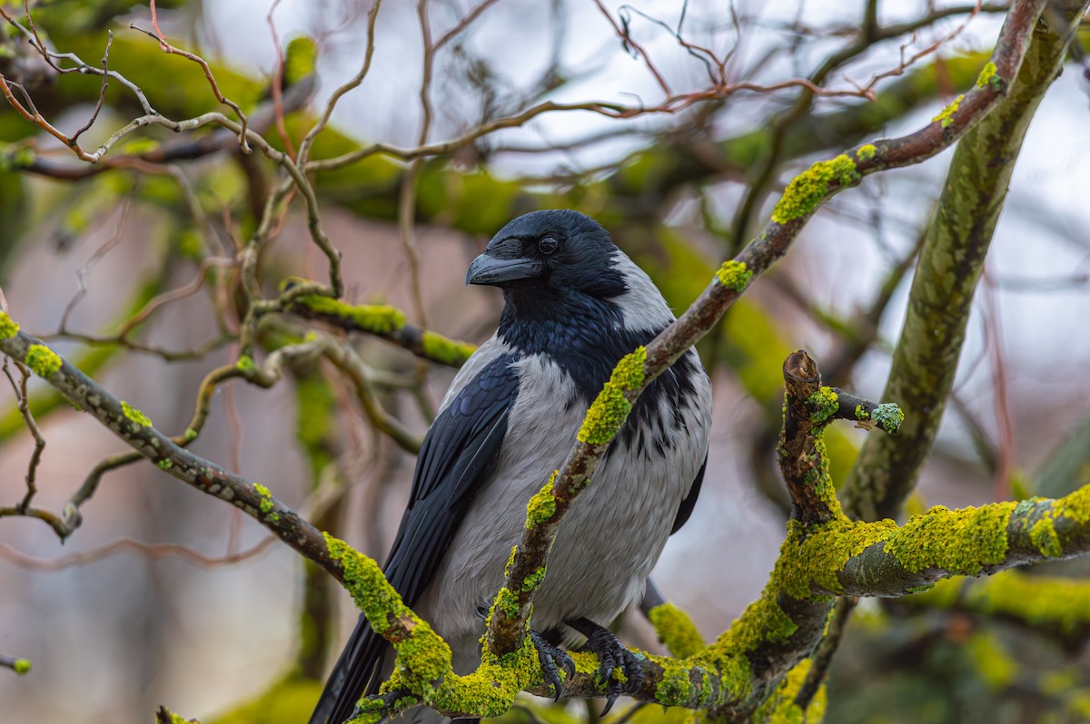 עורב אפור - ML645727044