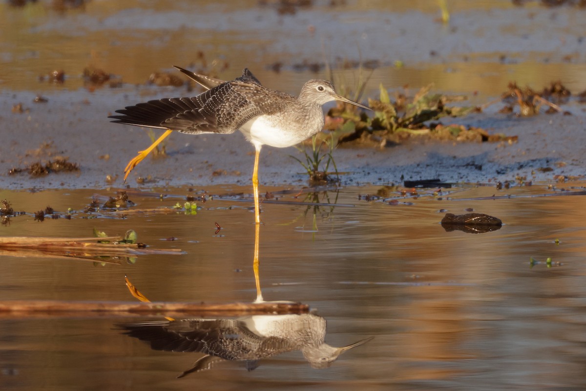 Greater Yellowlegs - ML645727050