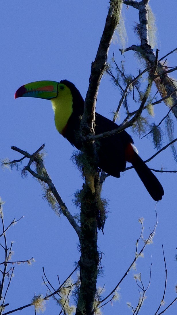 Радужный тукан - ML645727051