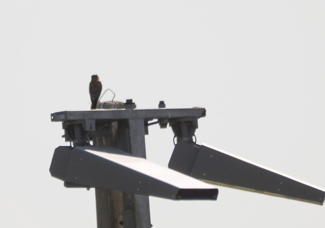 American Kestrel - ML645727056