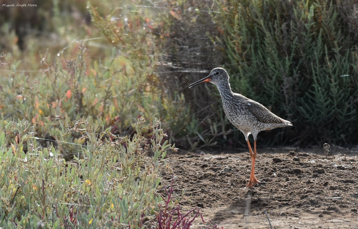 Pettegola - ML645727057