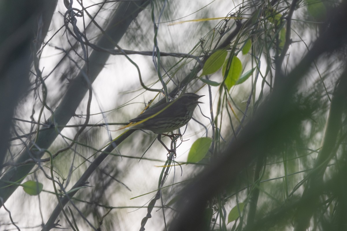 Northern Waterthrush - ML645727060