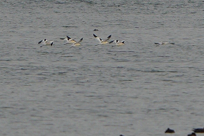 Pied Avocet - ML645727062