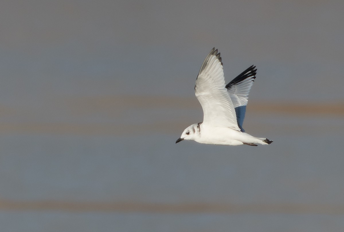 racek tříprstý - ML645727070