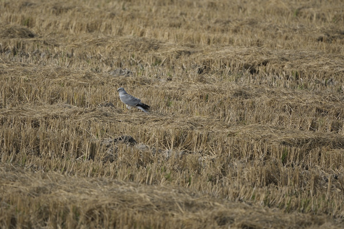 Hen Harrier - ML645727076