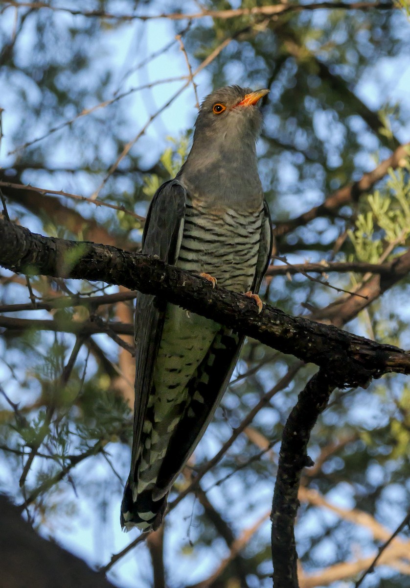 Coucou africain - ML645727083