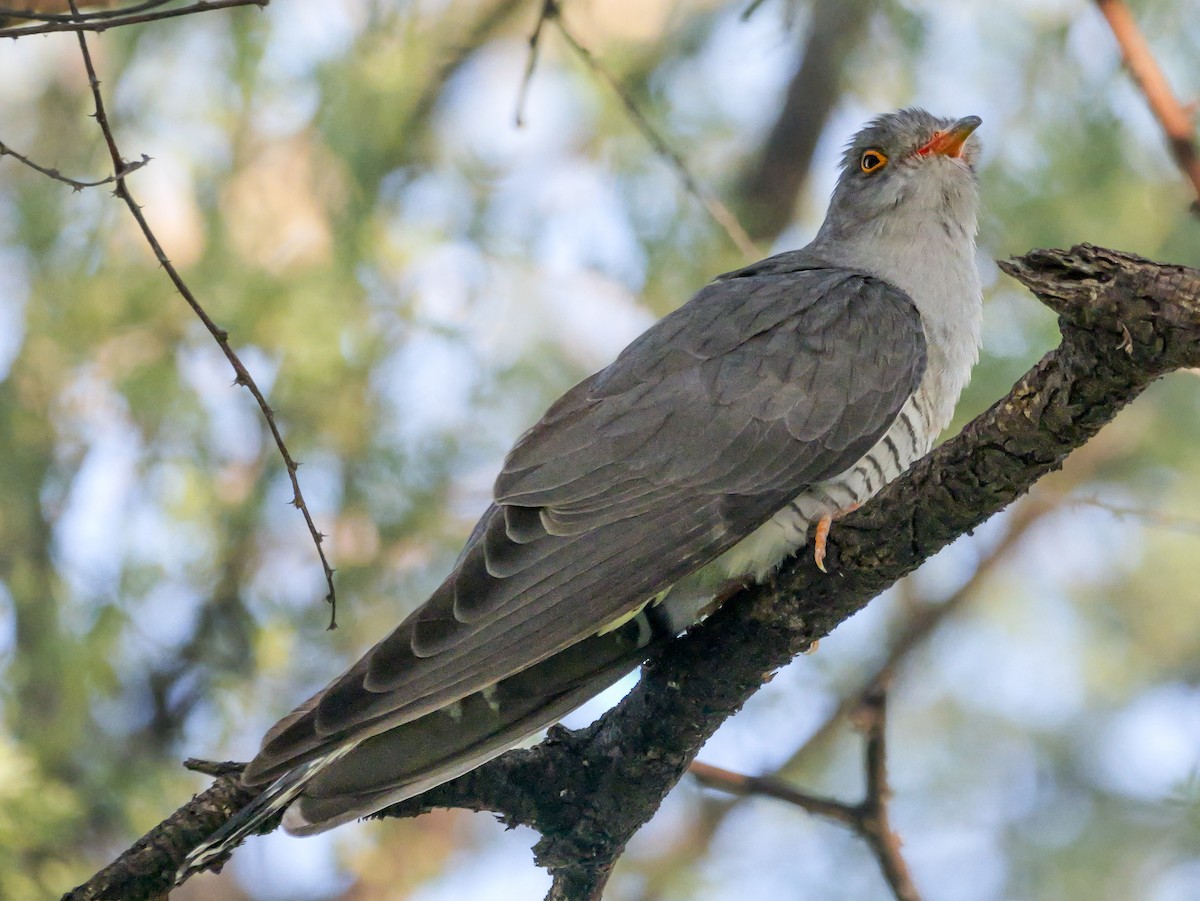 Coucou africain - ML645727084