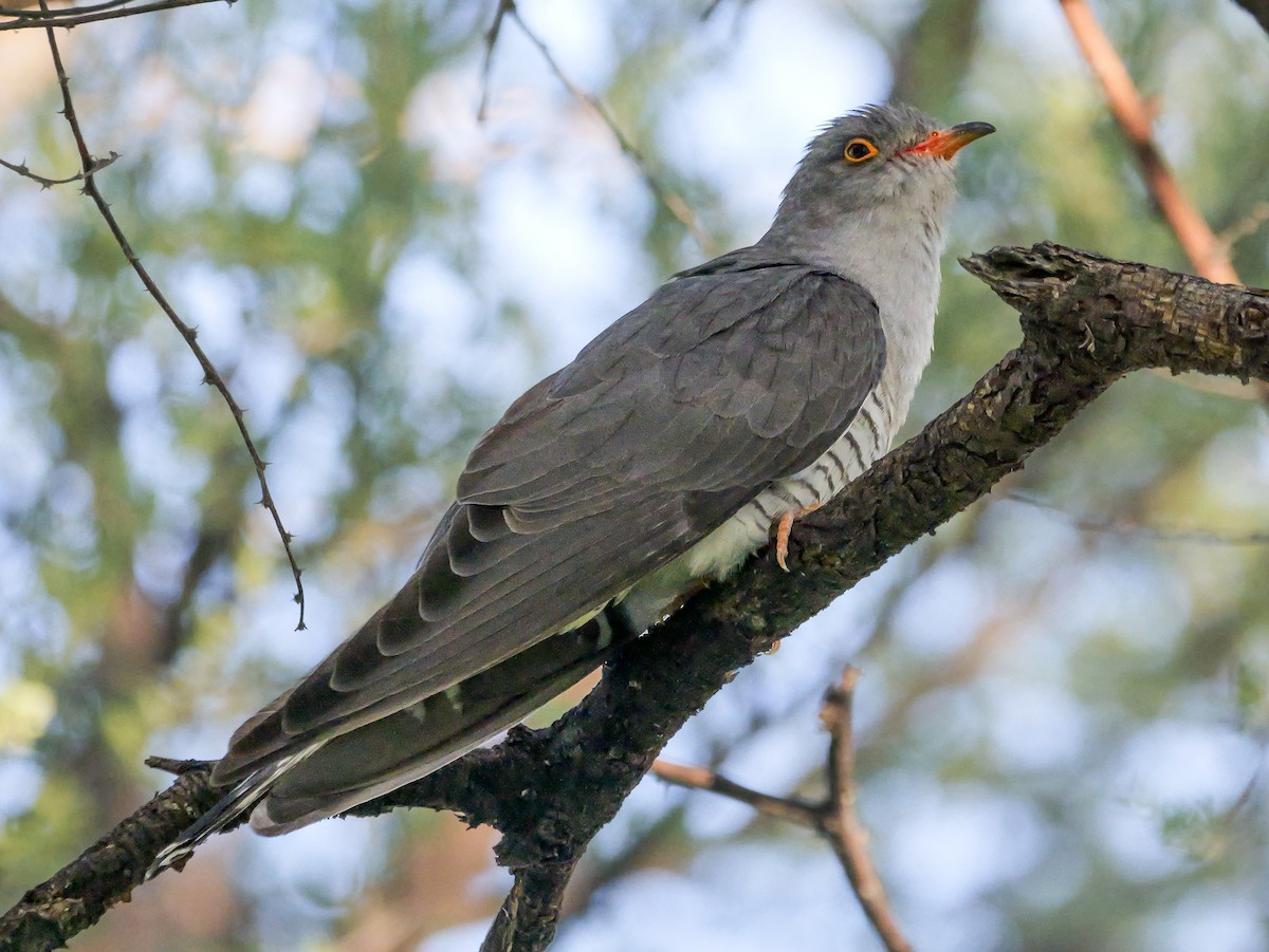 Coucou africain - ML645727085