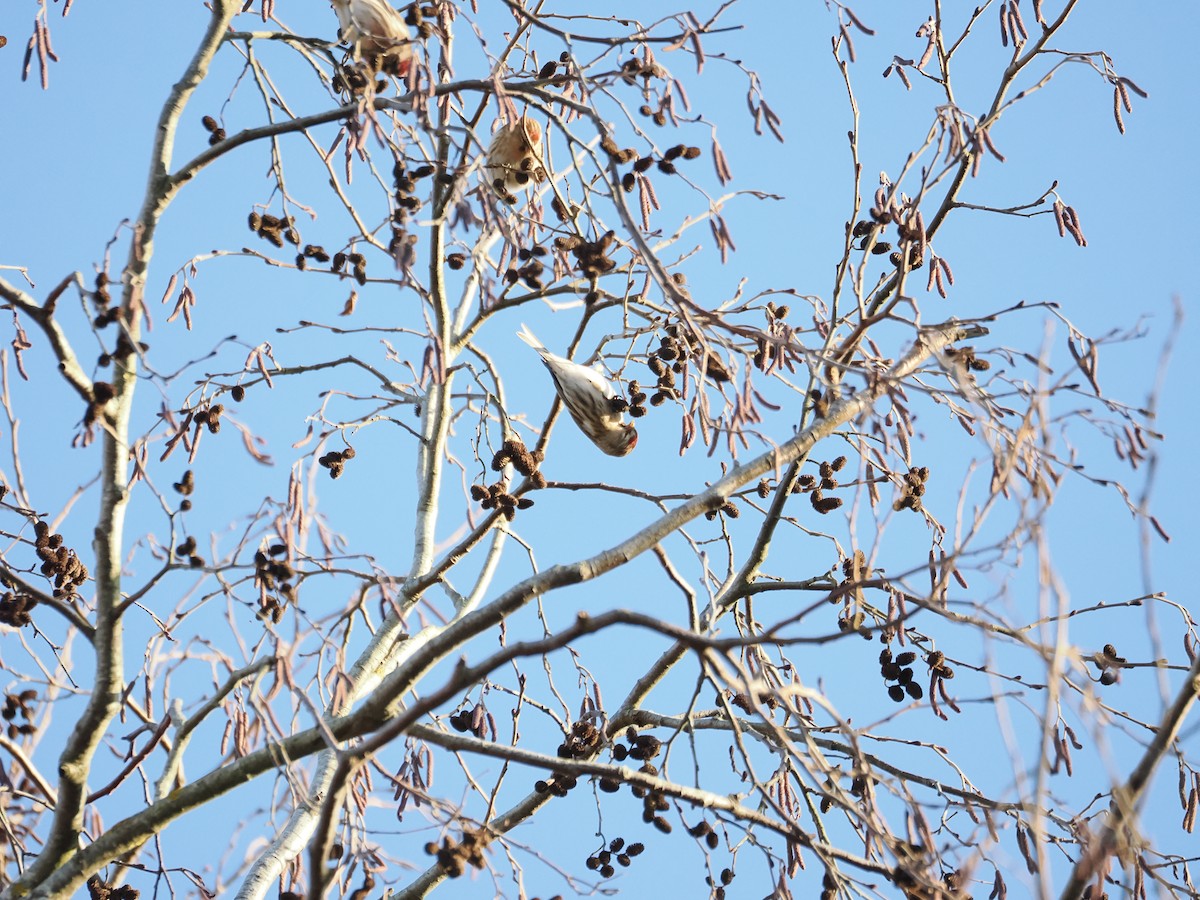 Redpoll (Common) - ML645727086