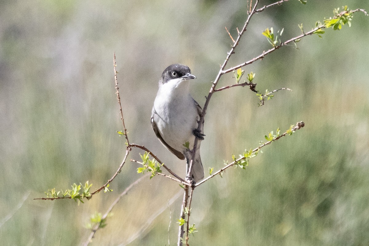 Fauvette orphéane - ML645727090
