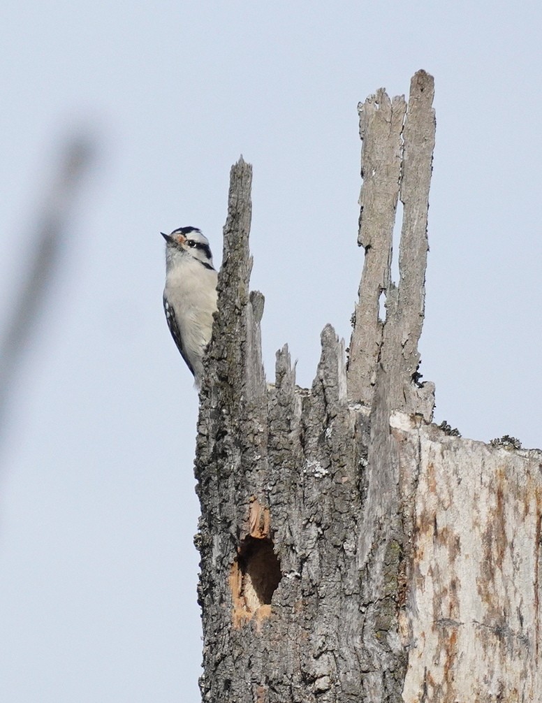 Downy Woodpecker - ML645727091