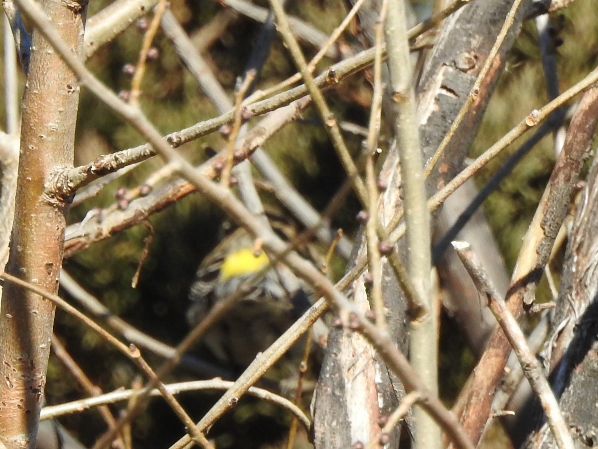Yellow-rumped Warbler - ML645727093