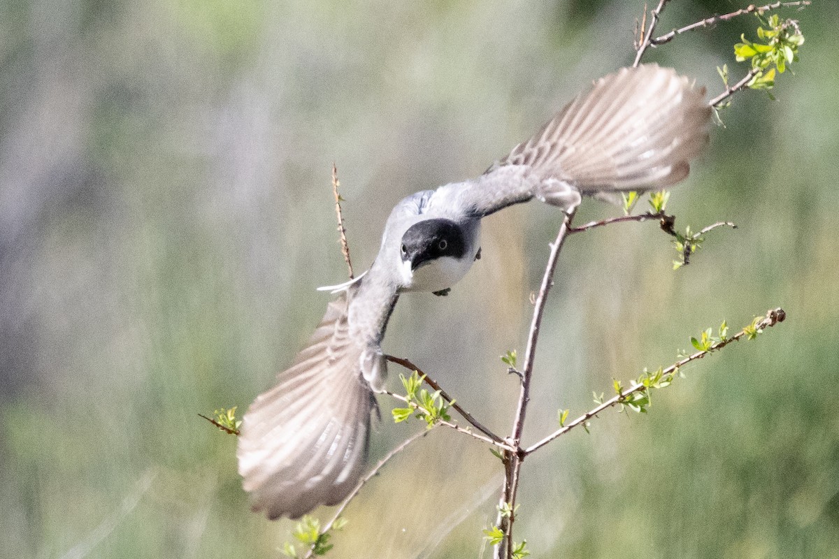 Fauvette orphéane - ML645727094
