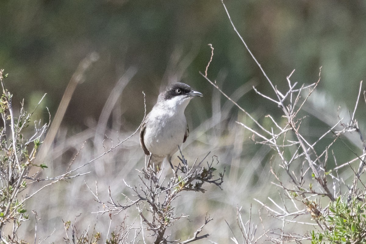 Fauvette orphéane - ML645727100