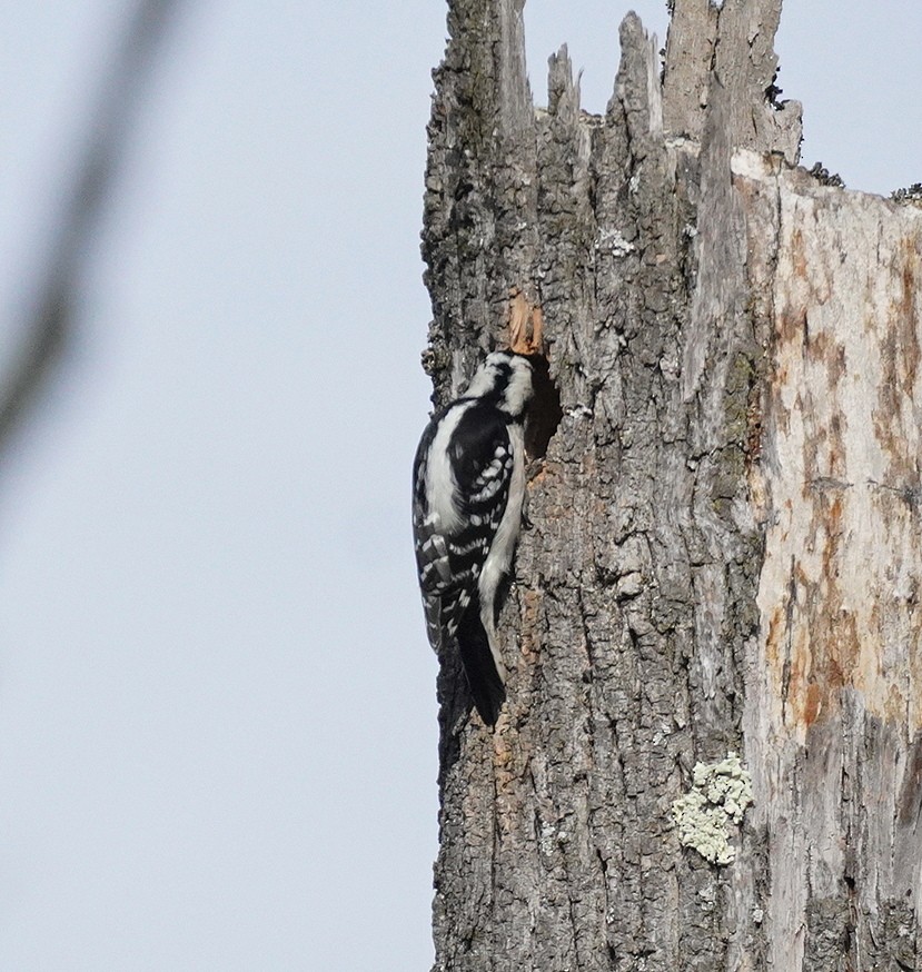 Downy Woodpecker - ML645727106