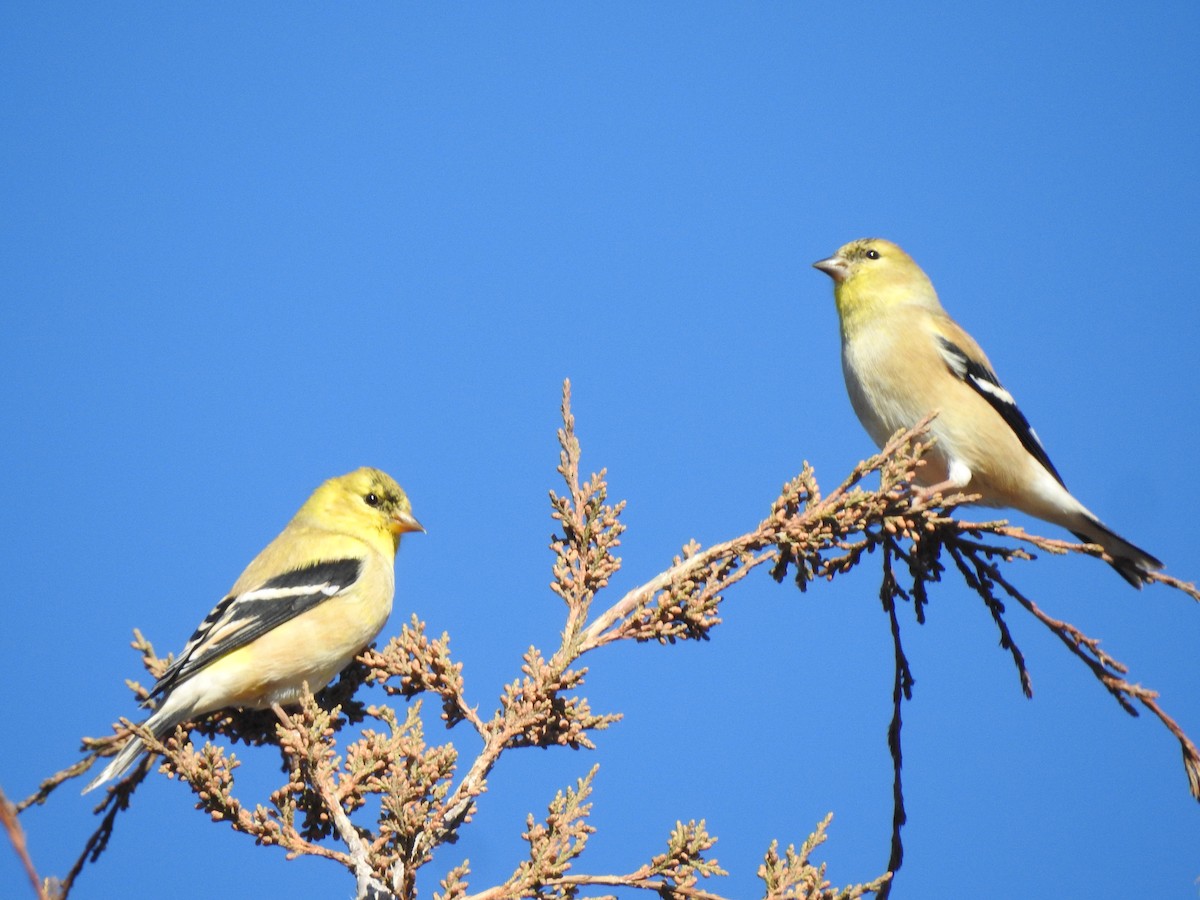 American Goldfinch - ML645727109
