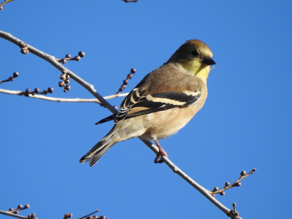 American Goldfinch - ML645727110
