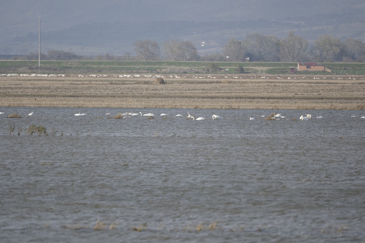 Tundra Swan - ML645727113