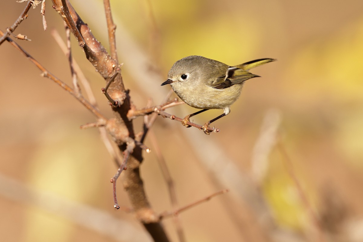 Ruby-crowned Kinglet - ML645727115