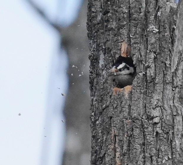 Downy Woodpecker - ML645727126