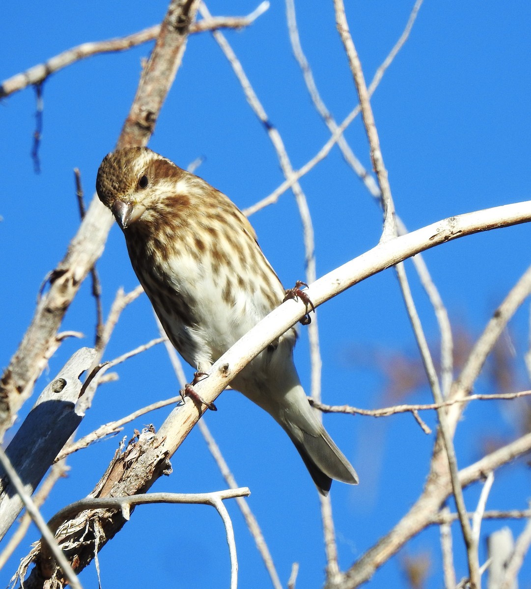 Purple Finch - ML645727131