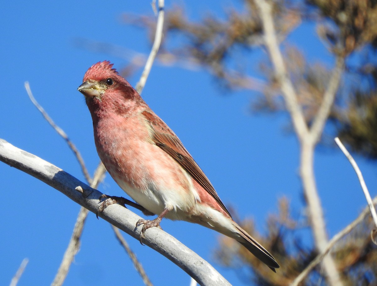Purple Finch - ML645727132