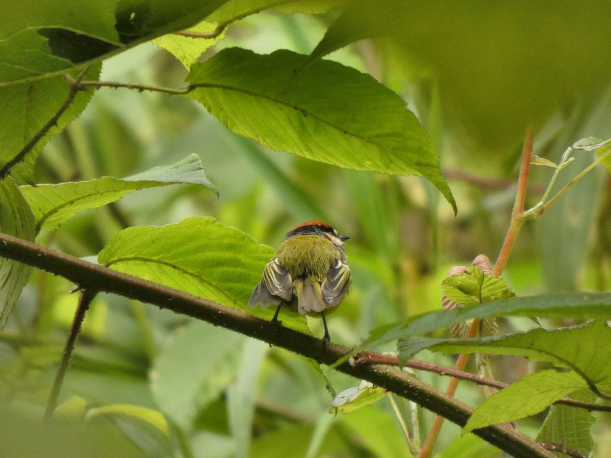 Rufous-crowned Tody-Flycatcher - ML645727133
