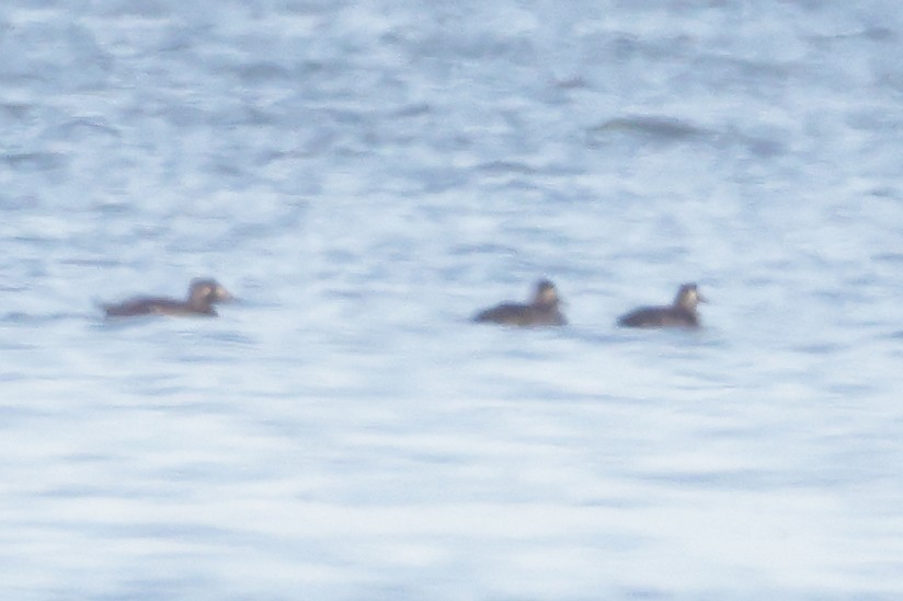 White-winged Scoter - ML645727145