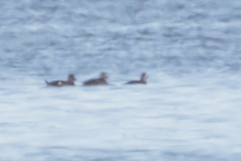 White-winged Scoter - ML645727149