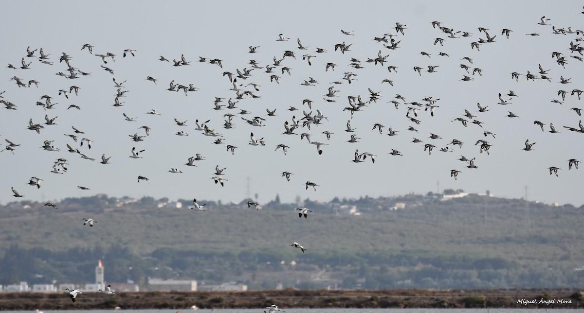 Pittima reale - ML645727153